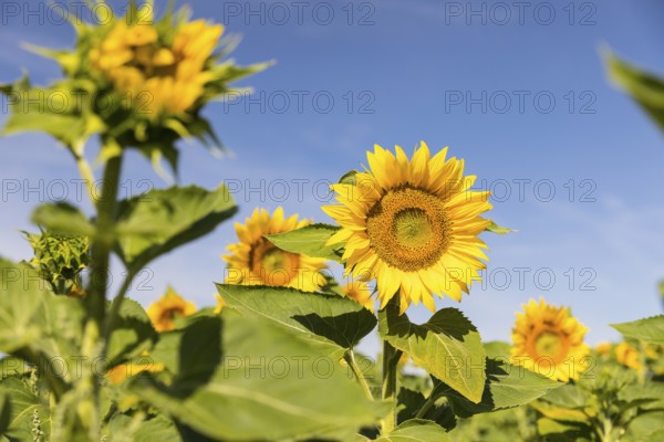 Sunflowers (Helianthus annuus) in bloom in a sunflower field, Hirschstein, Saxony, Germany, Europe