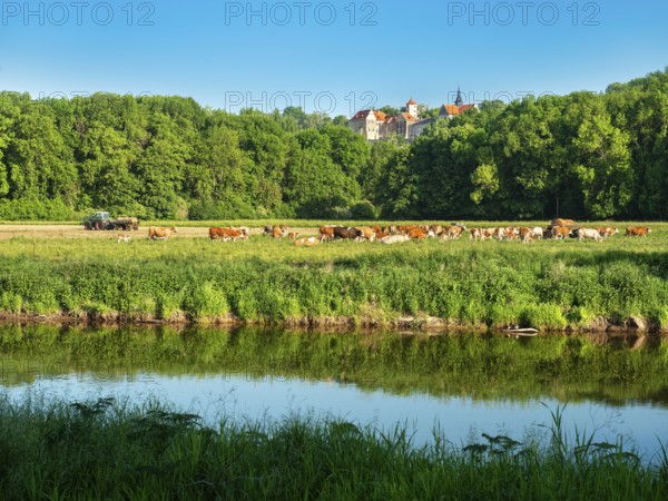 Landscape along the river Saale in the Saale valley near Naumburg, cattle grazing on pasture in