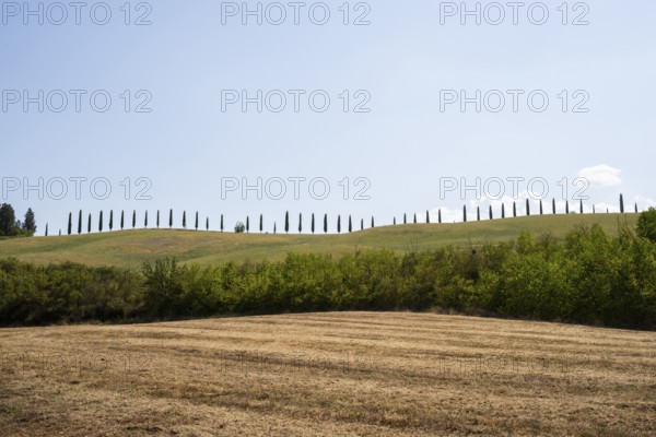 Cypress trees standing on top of a hill, Unesco world heritage site Crete Senesi, Italy, Europe