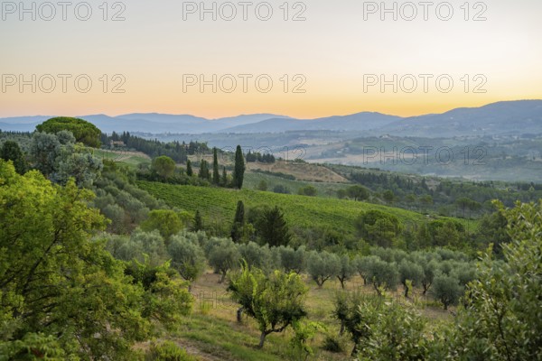 Tuscan landscape at sunrise, country estate with vineyards, forests, olive trees and cypresses in