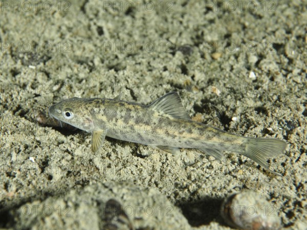 A gudgeon (Gobio gobio) lying on a sandy bottom, dive site Zollbrücke, Rheinau, Canton Zurich,
