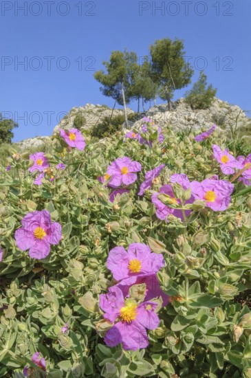 Cotton rock rose (Cistus albidus) in early summer in Skrubland, purple flowers with a blue sky in