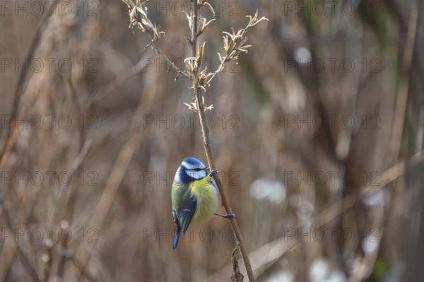 Blue tit (Cyanistes caeruleus) on a seed branch of an evening primrose (Oenothera), Bavaria,