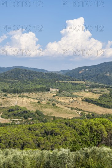 Tuscan landscape, country estate with vineyards, forests, olive trees and cypresses in Chianti,