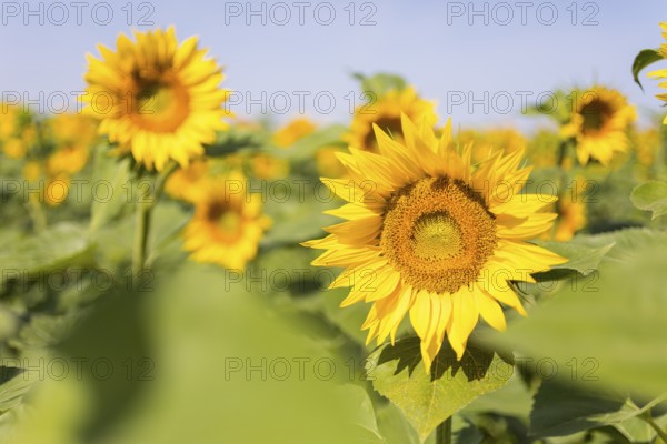 Sunflowers (Helianthus annuus) in bloom in a sunflower field, Hirschstein, Saxony, Germany, Europe