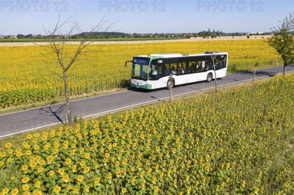 VGM bus line 446 from Riesa to Meißen between sunflower fields near Hirschstein, Saxony, Germany,