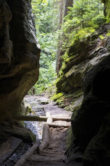 Hiking trail in the Kirnitzschklamm gorge, Sebnitz, Saxon Switzerland, Saxony, Germany, Europe