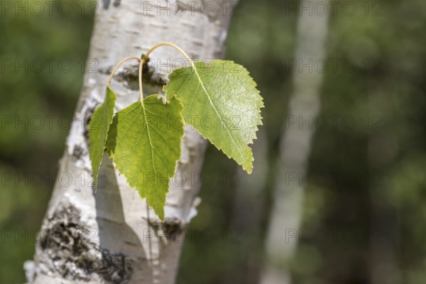 Leaves on the trunk of a birch tree (Betula), Germany, Europe
