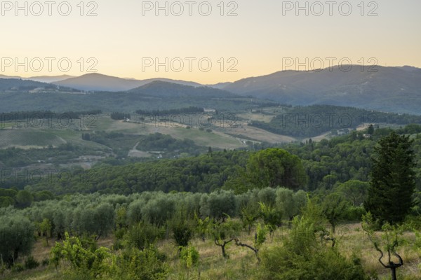 Tuscan landscape at sunrise, country estate with vineyards, forests, olive trees and cypresses in