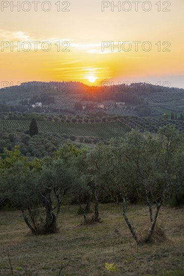 Tuscan landscape at sunset, country estate with olive trees in Chianti, Chianti Region, Tuscany,