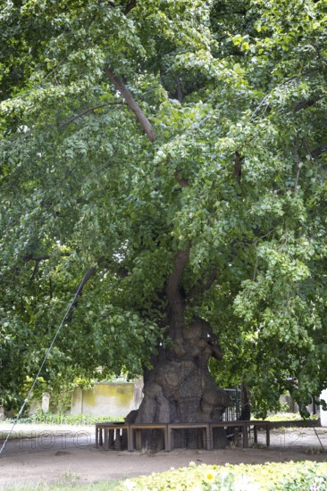 Very old summer lime tree (Tilia platyphyllos) in the churchyard of the Emmaus Church in Kaditz,