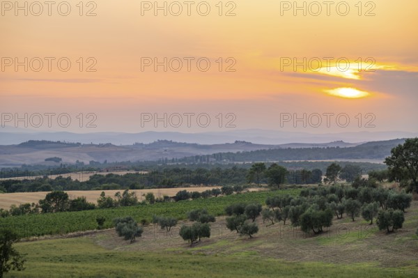Tuscan landscape at sunset, country estate with olive trees and field, Tuscany, Italy, Europe