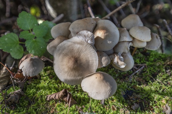 Rusty helminth (Mycena zephirus), Bavaria, Germany, Europe