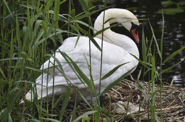 Mute swan (Cygnus olor) with eggs, clutch in nest