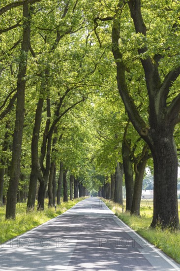 Oak avenue between Uhyst (Spree) and Mönau, Upper Lusatia, Saxony, Germany, Europe