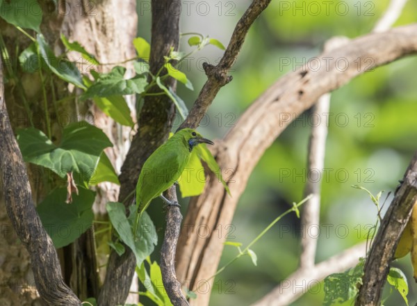 Golden-fronted Leafbird (Chloropsis aurifrons), Kaeng Krachan National Park, Thailand, Asia