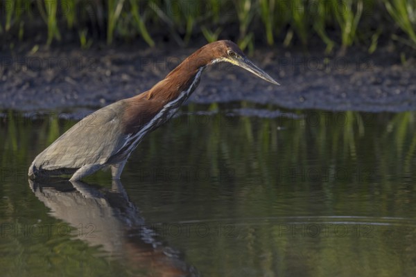 Marbled heron (Tigrisoma lineatum), standing in the water, Pantanal, Brazil, South America