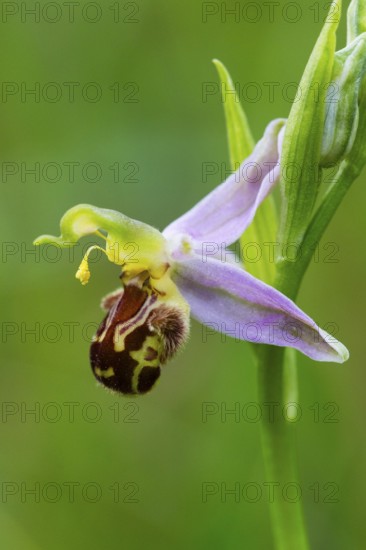 Bee Orchid (Ophrys apifera ssp.), a single flower, showing how it mimics the appearance of a female