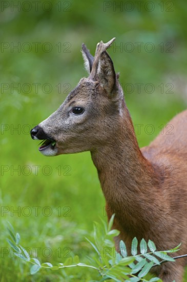 Roe deer (Capreolus capreolus), roebuck eating leaves of a rowan, mountain ash (Sorbus aucuparia),
