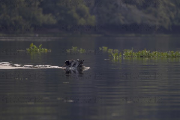 Lowland tapir (Tapirus terrestris), swimming in the river, Rio Claro, Pantanal, Brazil, South
