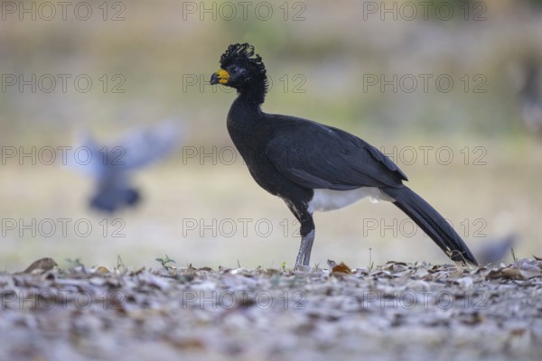 Naked-faced hokko (Crax fasciolata), m, on the ground, Pantanal, Brazil, South America