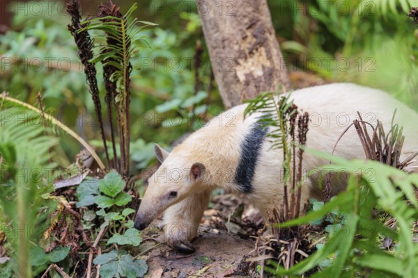 A southern tamandua (Tamandua tetradactyla), walks through the dense undergrowth of a forest