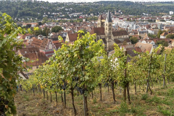 View over a vineyard to Esslingen with the parish church of St Dionys, Esslingen am Neckar,