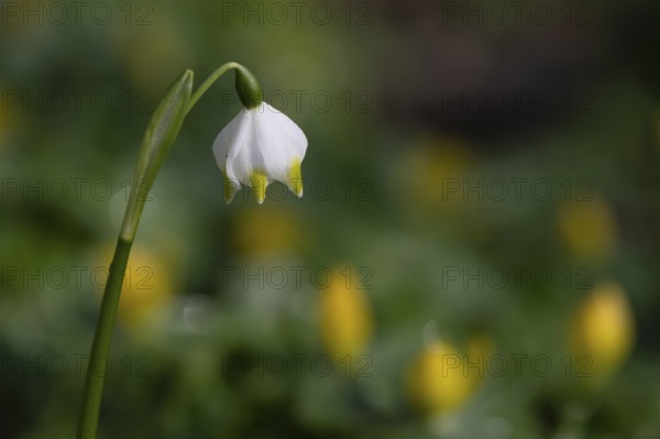 Spring snowflake (Leucojum vernum), Emsland, Lower Saxony, Germany, Europe