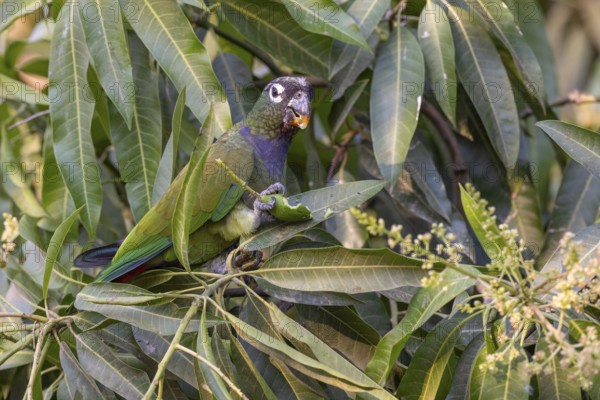 Maximilian parrot (Pionus maximiliani), with fruit, Pantanal, Brazil, South America
