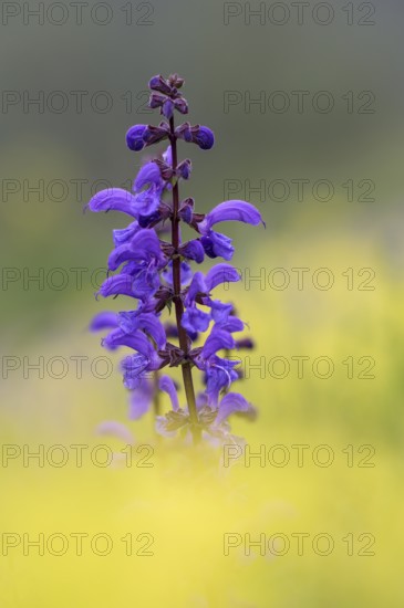 Meadow sage (Salvia pratensis), single flower candle, in yellow field mustard (Sinapis arvensis),