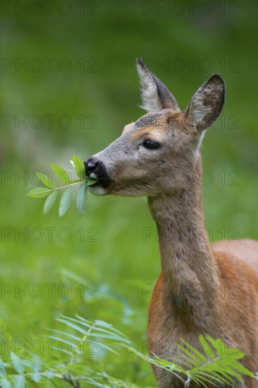 Roe deer (Capreolus capreolus), doe eating leaves of a rowan, mountain ash (Sorbus aucuparia),