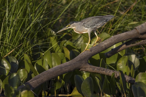 Mangrove heron (Butorides striata), on branch, Pantanal, Brazil, South America