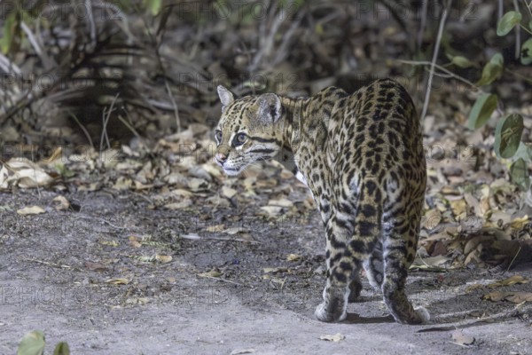 Ocelot (Leopardus pardalis), on the ground, Pantanal, Brazil, South America