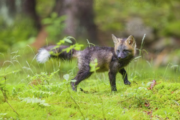 One young silver fox (Vulpes vulpes) exploring the surrounding of its den on the mossy forest floor