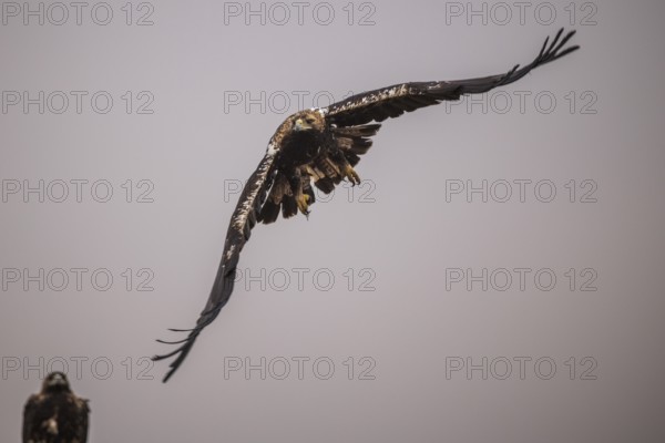 Spanish imperial eagle (Aquila Adalberti), take-off, La Mancha, Spain, Europe