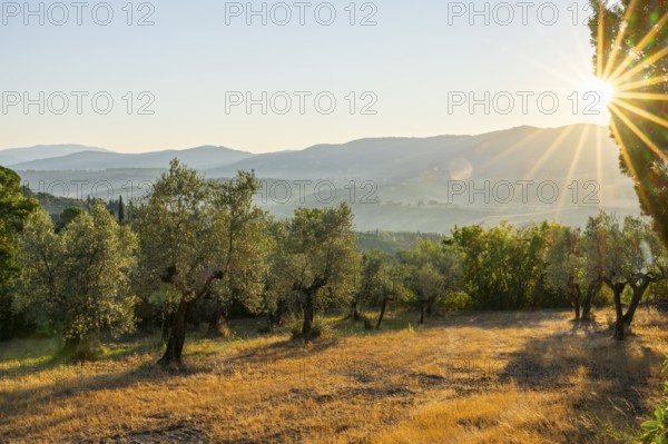 Olive trees growing in the tuscan landscape at sunrise, Chianti Region, Tuscany, Italy, Europe