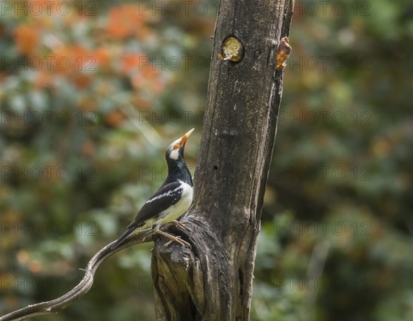 Magpie Starling (Gracupica contra), Kaeng Krachan National Park, Thailand, Asia