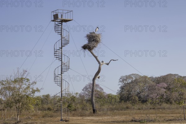 Jabiru (Jabiru mycteria), nest with observation tower, Pantanal, Brazil, South America