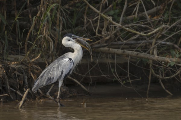 Cocoirei heron (Ardea cocoi), with fish, Rio Claro, Pantanal, Brazil, South America