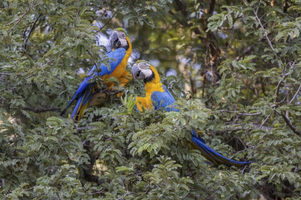 Yellow-breasted Macaw (Ara ararauna), 2 specimens, Pantanal, Brazil, South America