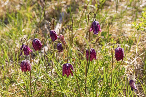 Flowering Snake's head fritillary (Fritillaria meleagris) on a meadow a sunny spring day