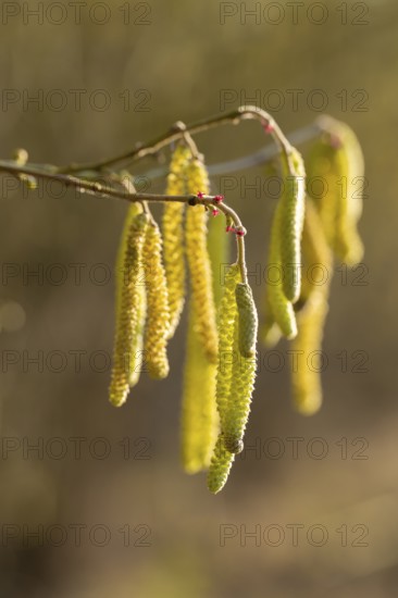 Common hazel (Corylus avellana) also known as hazel bush or hazelnut bush, male, yellow