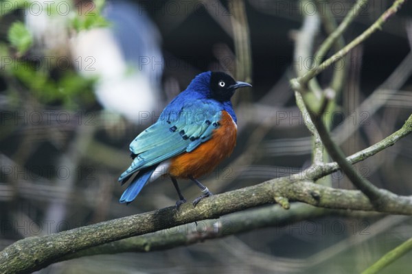 Superb Starling (Lamprotornis superbus), adult male bird, perched on a branch, native to Africa,