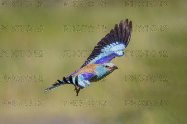 European Roller (Coracias garrulus), in flight, Danube Delta, Romania, Europe