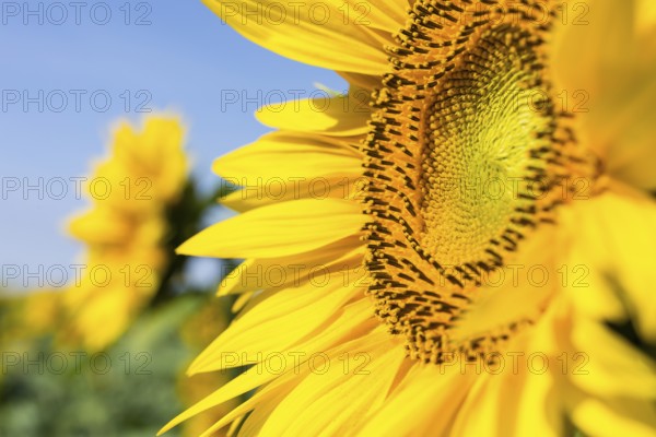 Detail of the flower of a sunflower (Helianthus annuus), Saxony, Germany, Europe