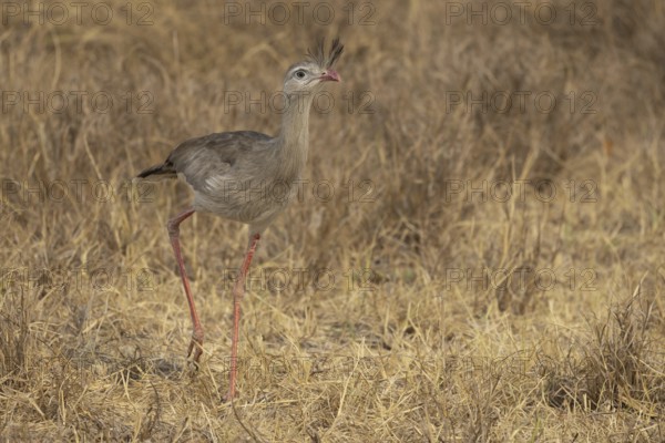 Red-footed seriema (Cariama cristata), grass savannah, Pantanal, Brazil, South America