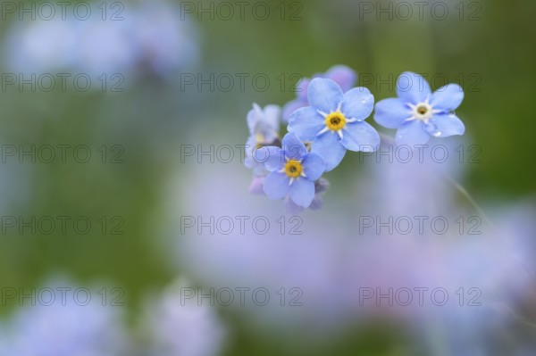 Forest forget-me-not (Myosotis sylvatica), flowers, Oberhausen, Ruhr area, North Rhine-Westphalia,