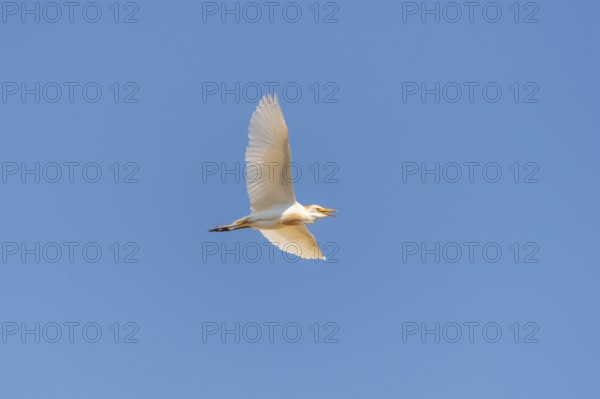 Western cattle egret (Ardea ibis) flying in a blue sky, Tuscany, Italy, Europe
