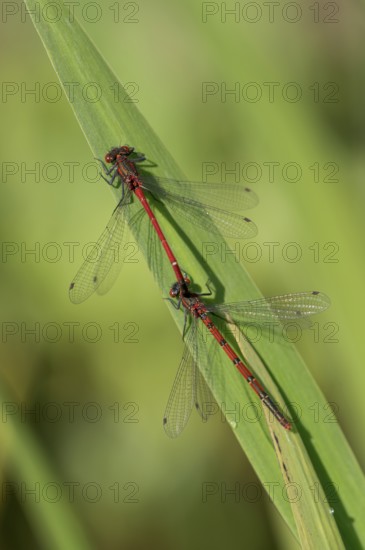 Large red damselfly (Phyrrhosoma nymphula), pair, tandem, in front of copula, Oberhausen, Ruhr