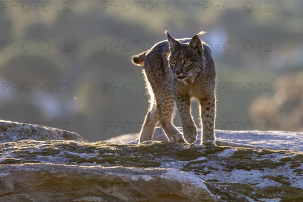 Lynx pardinus, male, running over stone, backlight, background far away, Sierra de Andujar,